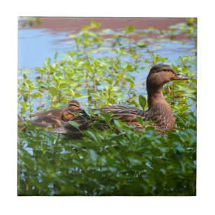 Carreau En Céramique Mallard et canettes-Natation par Shirley Taylor