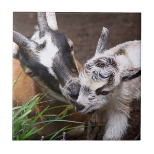 Carreau En Céramique Maman et bébé chèvre