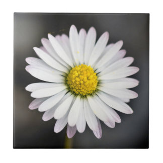 Carreau En Céramique Marguerite sauvage blanche et jaune