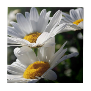 Carreau En Céramique Marguerites : Trois Marguerites blanches