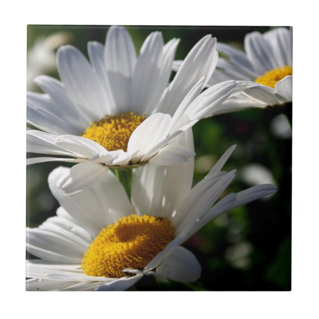 Carreau En Céramique Marguerites : Trois Marguerites blanches (Devant)