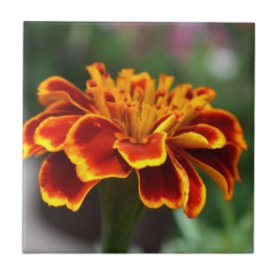 Carreau En Céramique Marigold en pleine floraison