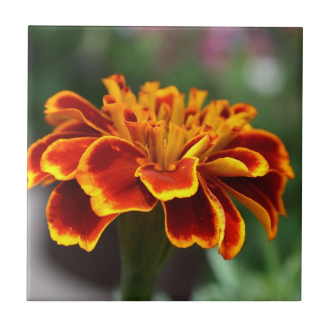 Carreau En Céramique Marigold en pleine floraison (Devant)