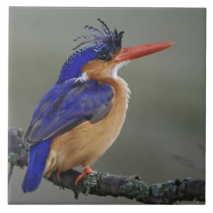 Carreau En Céramique Martin-pêcheur à tête bleue, Alcedo cristata, Lac