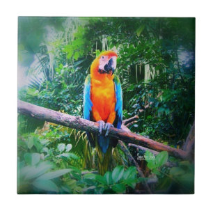Carreau En Céramique Martinique Macaw