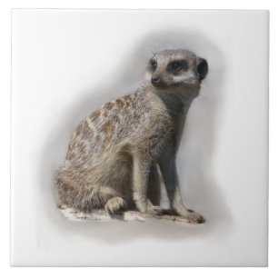 Carreau En Céramique meerkat