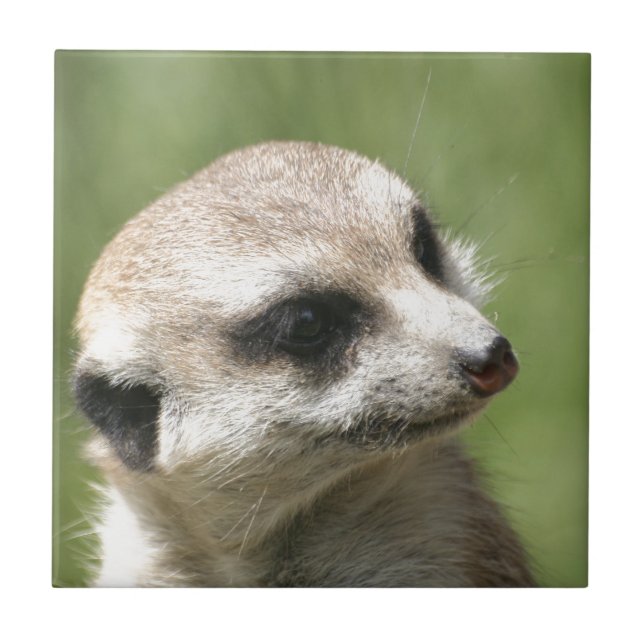 Carreau En Céramique Meerkat_20171201_by_JAMFoto (Devant)