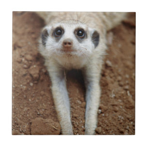 Carreau En Céramique Meerkat (Suricata Suricatta) Refroidissement