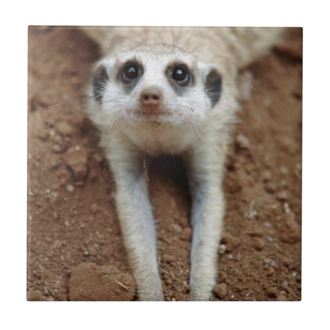 Carreau En Céramique Meerkat (Suricata Suricatta) Refroidissement (Devant)