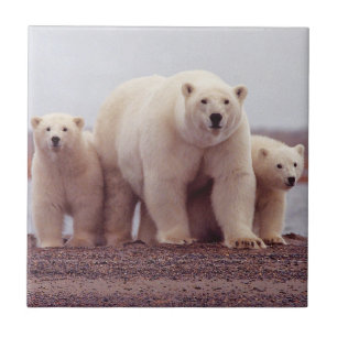 Carreau En Céramique Mère et CUB d'ours blanc