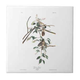 Carreau En Céramique Mésange Noir-couverte du plat 160 d'Audubon