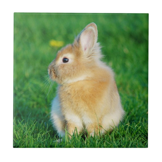 Carreau En Céramique Mignonne Lapin Faune assis dans l'herbe (Devant)
