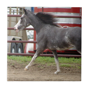 Carreau En Céramique Mini cheval en classe de liberté