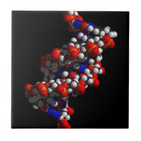 Modèle de double hélice d'ADN