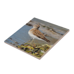 Carreau En Céramique Moins de Sandpiper sur les boudflats
