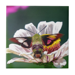 Carreau En Céramique Mois des colibris