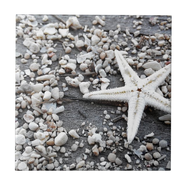 Carreau En Céramique Motif Coastal Ocean Sea Shell (Devant)