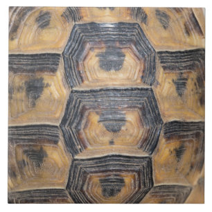 Carreau En Céramique Motif de la tortue