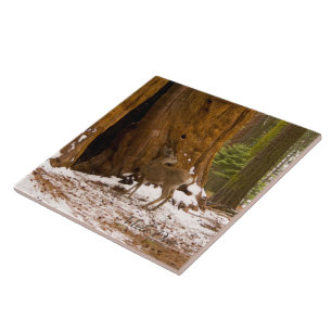 Carreau En Céramique Mule Deer