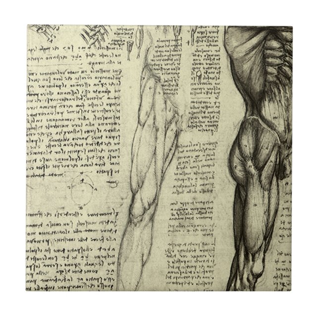 Carreau En Céramique Muscles humains anatomiques de Léonard de Vinci (Devant)
