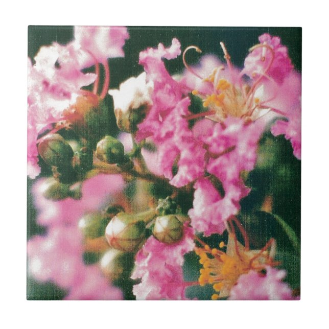 Carreau En Céramique Myrtle à crêpe rose (Devant)