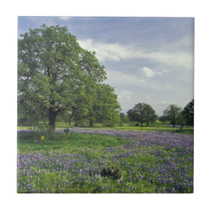 Carreau En Céramique N.A, États-Unis, Texas, lac Buchanan, chênes et bl