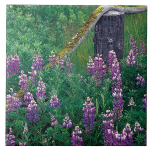 Carreau En Céramique NA, États-Unis, Alaska, îles Aléoutiennes, Unalask
