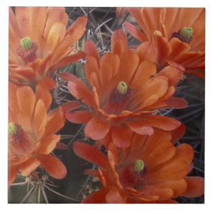 Carreau En Céramique NA, États-Unis, Arizona, San Xavier. Cactus Claret