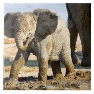 Carreau En Céramique Namibie, Afrique : bébé éléphant d'Afrique