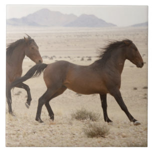 Carreau En Céramique Namibie, Aus. Chevaux sauvages courant sur le Nami