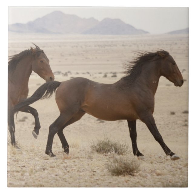 Carreau En Céramique Namibie, Aus. Chevaux sauvages courant sur le Nami (Devant)
