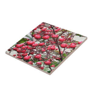 Carreau En Céramique Nandina buisson avec les baies mûres rouges