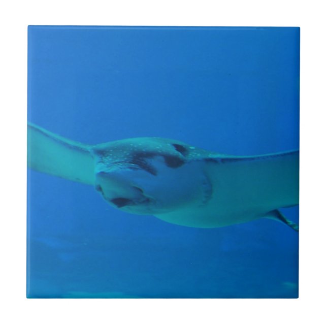 Carreau En Céramique Natation de pastenague sous l'eau (Devant)