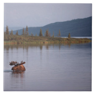 Carreau En Céramique Natation d'orignaux dans le lac