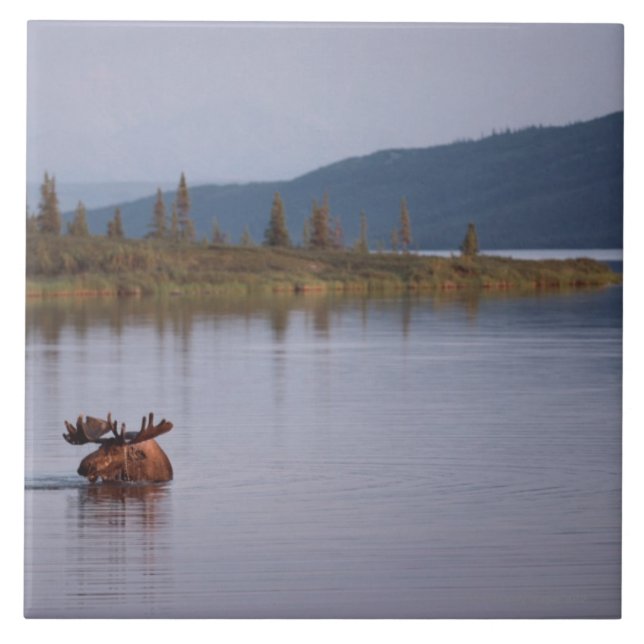 Carreau En Céramique Natation d'orignaux dans le lac (Devant)
