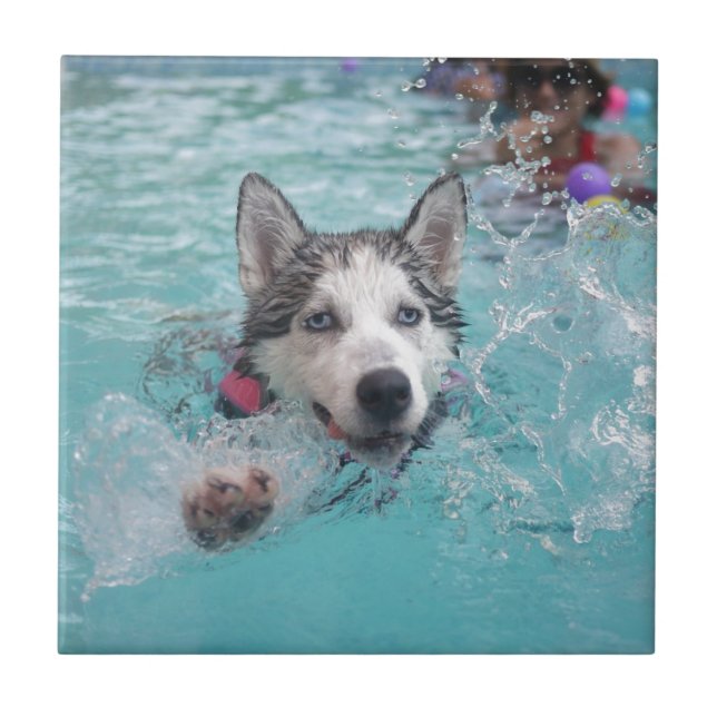 Carreau En Céramique Natation mignonne de chien dans la piscine (Devant)