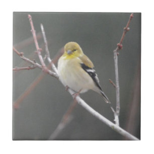 Carreau En Céramique Nature américaine de chardonneret d'oiseau