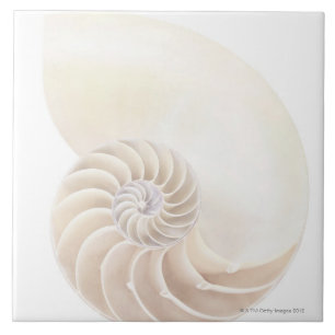 Carreau En Céramique Nautilus Shell