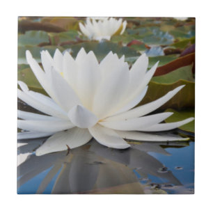 Carreau En Céramique Nénuphar odorant (Nymphaea Odorata) sur Caddo
