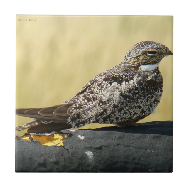 Carreau En Céramique Nighthawk B29 (Devant)