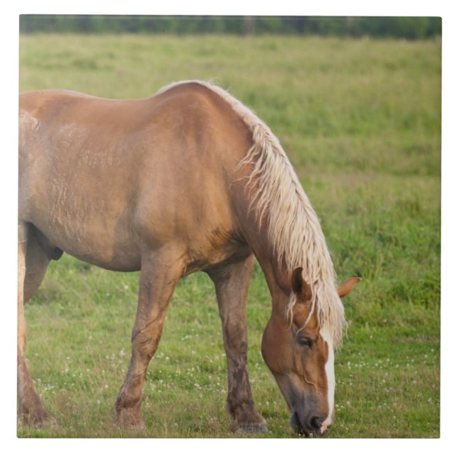 Carreau En Céramique Nouveau-Brunswick, Canada. Cheval sur le terrain. (Devant)