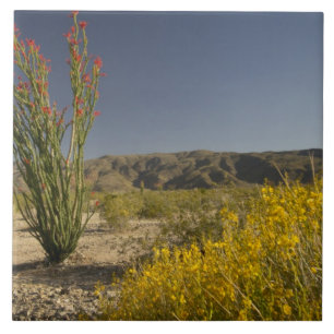 Carreau En Céramique Ocotillo et séné du désert
