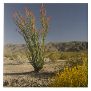 Carreau En Céramique Ocotillo et séné du désert
