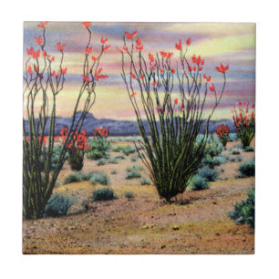 Carreau En Céramique Ocotillos de désert de l'Arizona en fleur