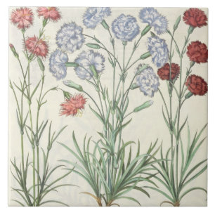 Carreau En Céramique Oeillets : albo multiplex du flore 1.Caryophyllus