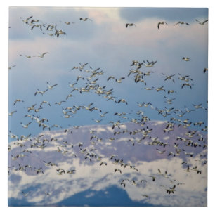 Carreau En Céramique Oies des neiges pendant la migration printanière