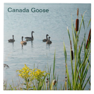 Carreau En Céramique Oies Et Cattons Du Canada