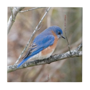 Carreau En Céramique Oiseau bleu d'oiseau bleu dans l'arbre