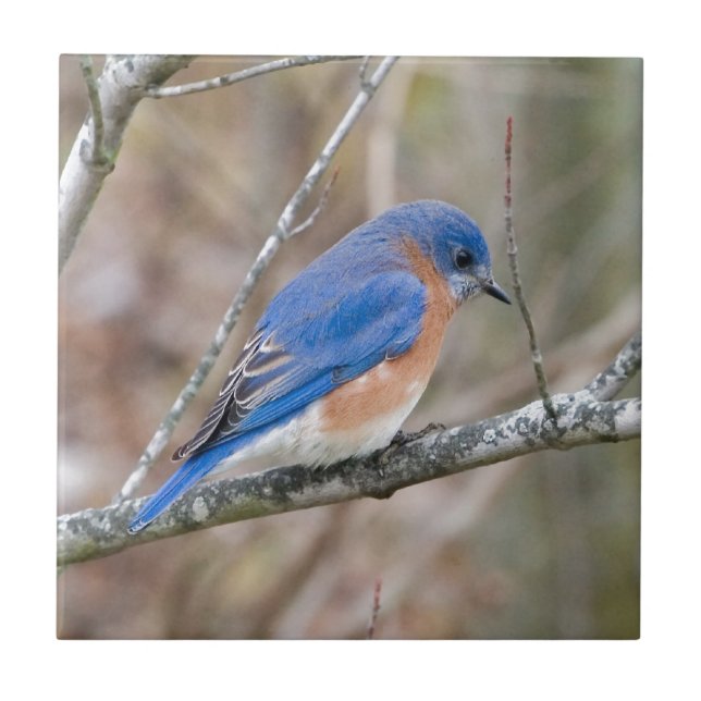 Carreau En Céramique Oiseau bleu d'oiseau bleu dans l'arbre (Devant)