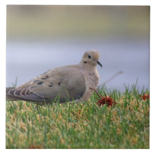 Carreau En Céramique Oiseau de colombe